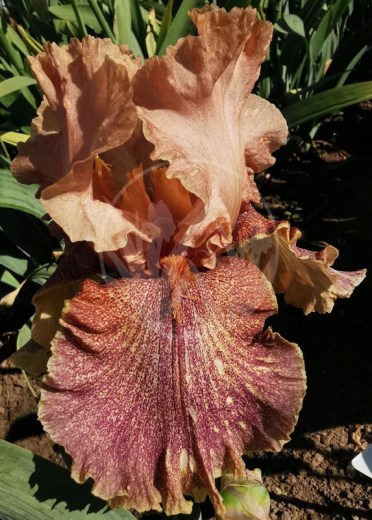 Koffee Breakfast IMG_20200602_092111 upr